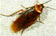 American cockroach