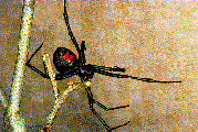 black widow spider