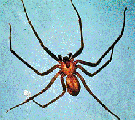 brown recluse spider