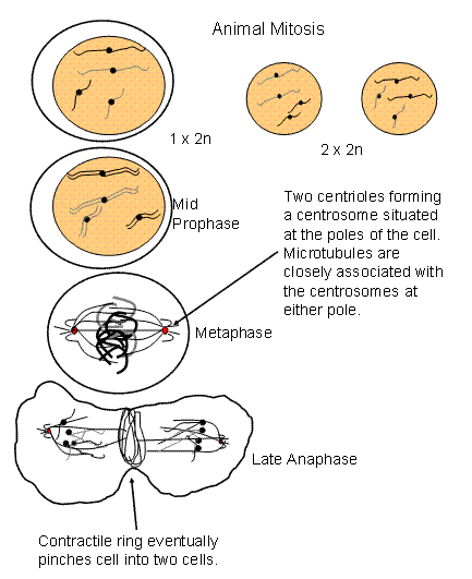 what does chromatin look like in a plant cell