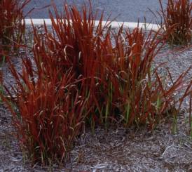 Japanese Blood Grass