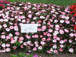 Impatiens hawkeri 'SunPatiens Compact Blush Pink' 