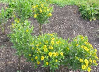 Helenium autumnale 'Helena Gold' 