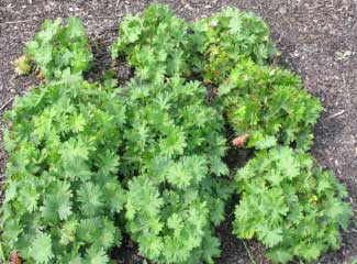 Geranium sanguineum 'Vision Violet' 