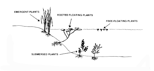 Commercial Algae & Weed Control - Aquatic Control