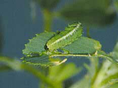 Study looks at pesticide combo for alfalfa weevil control