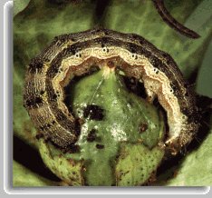 Tobacco Budworm