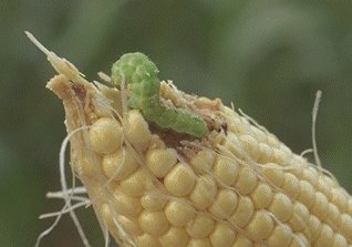 Corn earworm