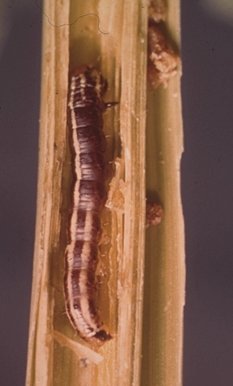 Common Stalk Borer
