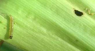 European Corn Borer