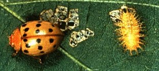 Mexican Bean Beetle