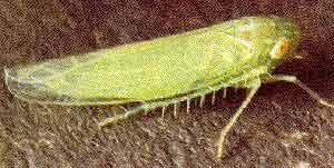 Potato Leafhopper