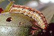 Soybean Podworm