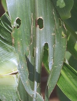 Stink Bug Damage