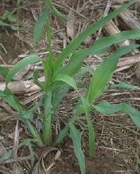 Stink Bug Damage
