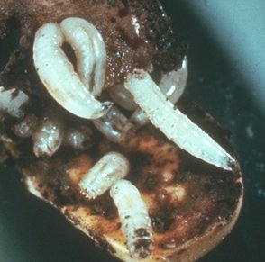 Seed Corn Maggot