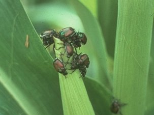 Silk Clipping Insects