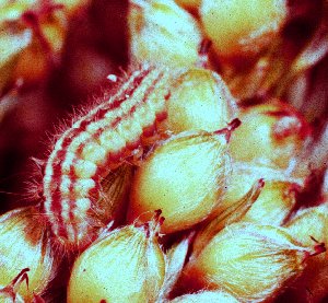 Sorghum Webworm