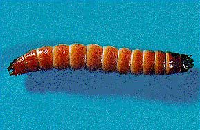 Wireworm Larva