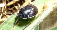 Burrower bug