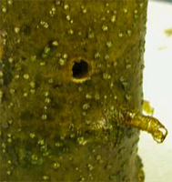 EAB