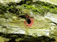 EAB