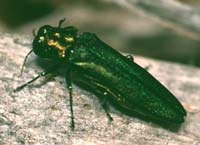 EAB