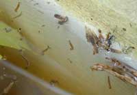 Mosquito larvae
