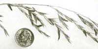 Ergot