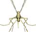 West Nile Virus