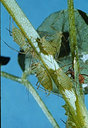 Aphids