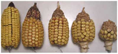 Corn
