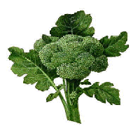 Broccoli