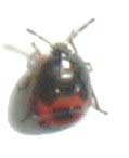 Burrower bug