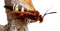 Cicada killer