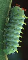 Cecropia