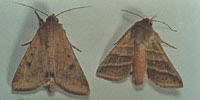 Corn earworm aka soybean podworm adult