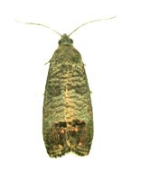 Coddling moth