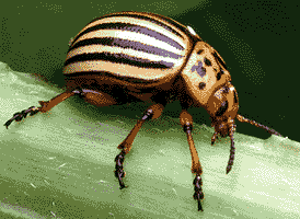 Colorado potato beetle