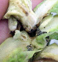 Stalk borer entry
