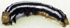 Stalk borer