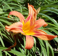Daylily