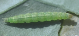 Diamondback larva