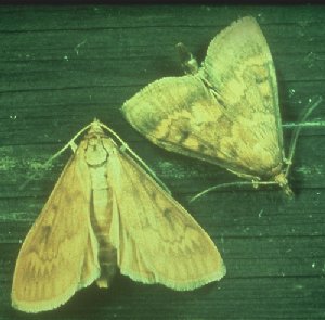 ECB moth