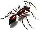 Fire ant