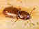Foreign grain beetle