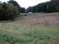 Green june beetle damage