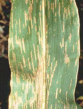 Gray leaf spot