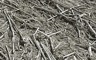 No-till soybeans