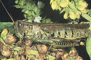 Grasshopper